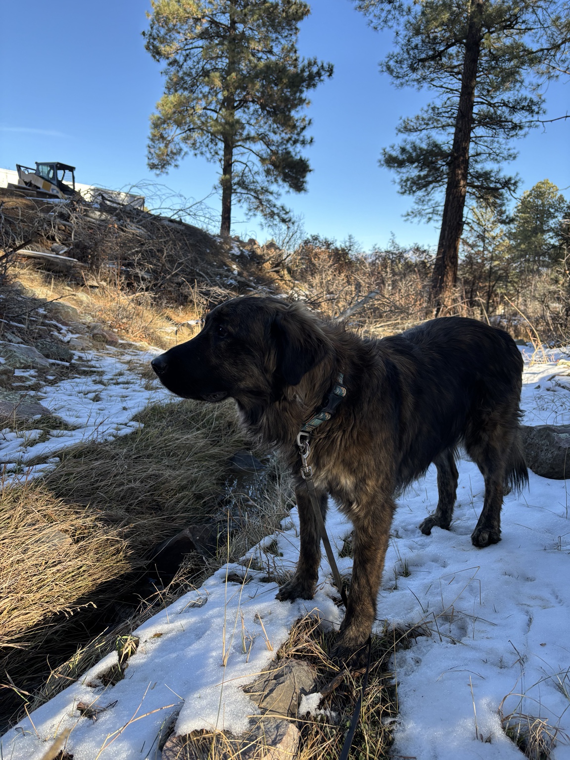 Mountain dogs welcome