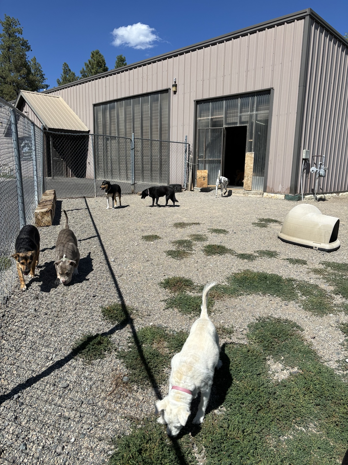 Our secure outdoor yard
